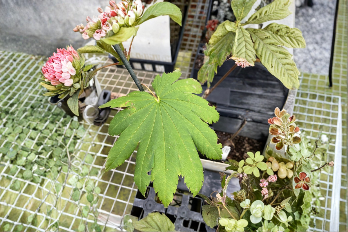 Acer japonicum Attaryi Japanese Maple Live Plant 1 Gallon Pot Red Leaf Ornamental Tree for Garden Landscape