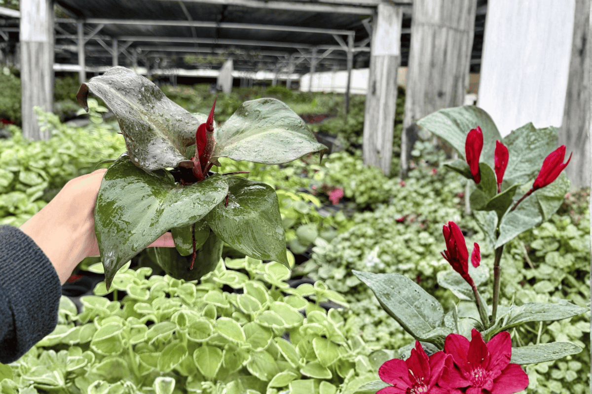 Philodendron Red Heart Live Plants - 4-Inch Pots - 2 Exact Plants - Philodendron ‘Red Heart’ - Tropical Ornamental Foliage