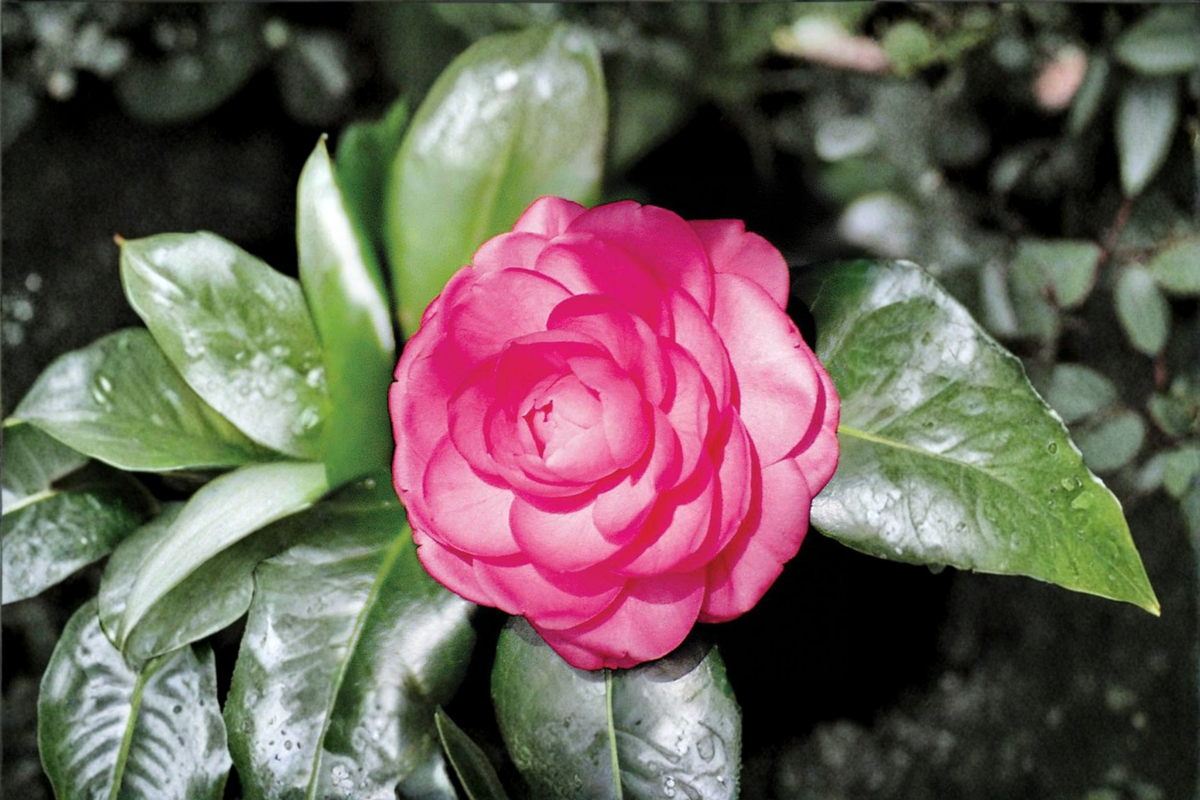 Japanese Camellia ‘Pink Princess’ 1 Gallon Live Plant - Camellia japonica Pink Flowering Evergreen Shrub for Shade Gardens