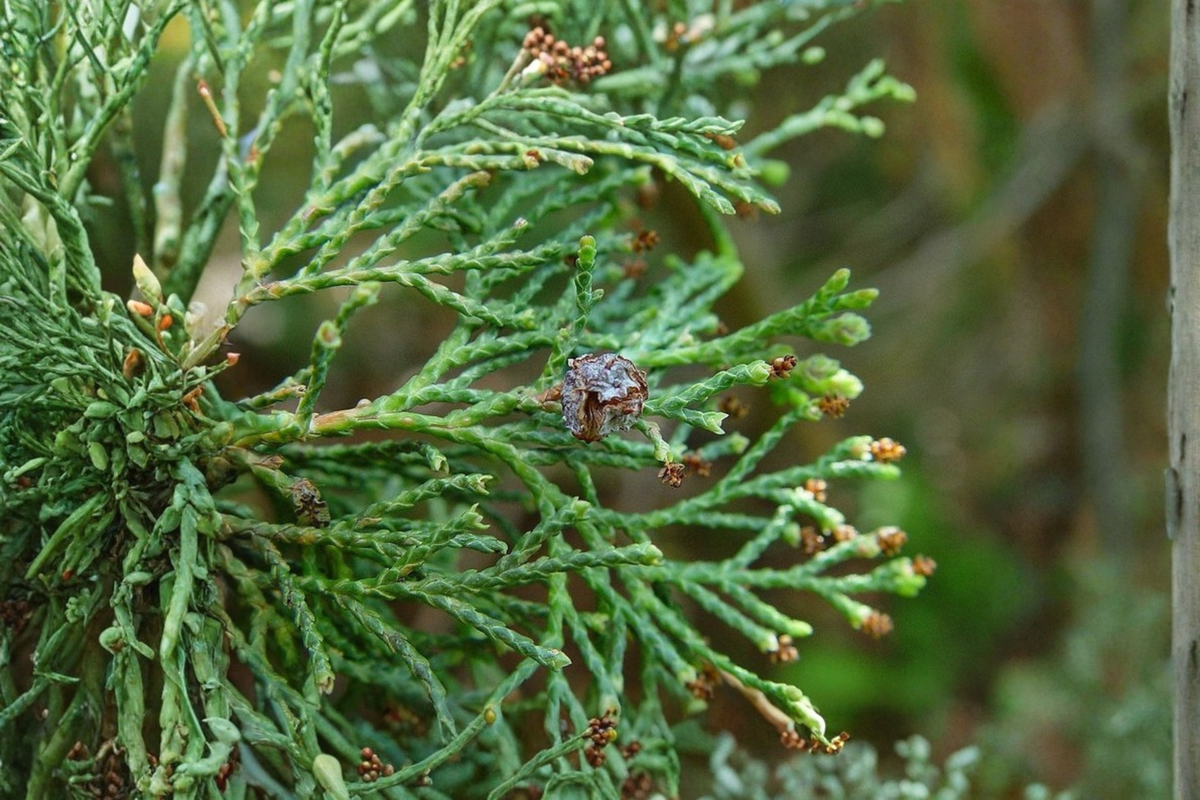 Atlantic White Cedar Live Tree 12 Inch - Chamaecyparis thyoides - Native Evergreen in 1 Gallon Pot for Landscape Gardening