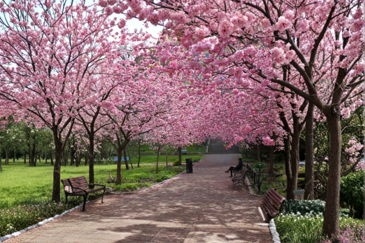 Japanese Sakura Cherry Tree Seeds - 3 Pack Ornamental Flowering Tree Seeds - Prunus serrulata - USA Seller
