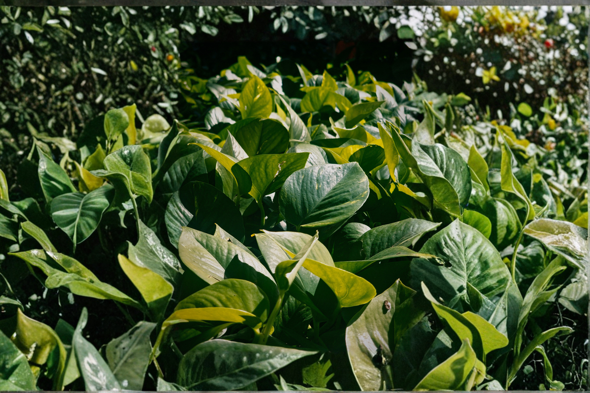 Jade Pothos Live Plant in 4-Inch Pot, Solid Green Foliage, Easy Care Indoor Houseplant - Epipremnum aureum