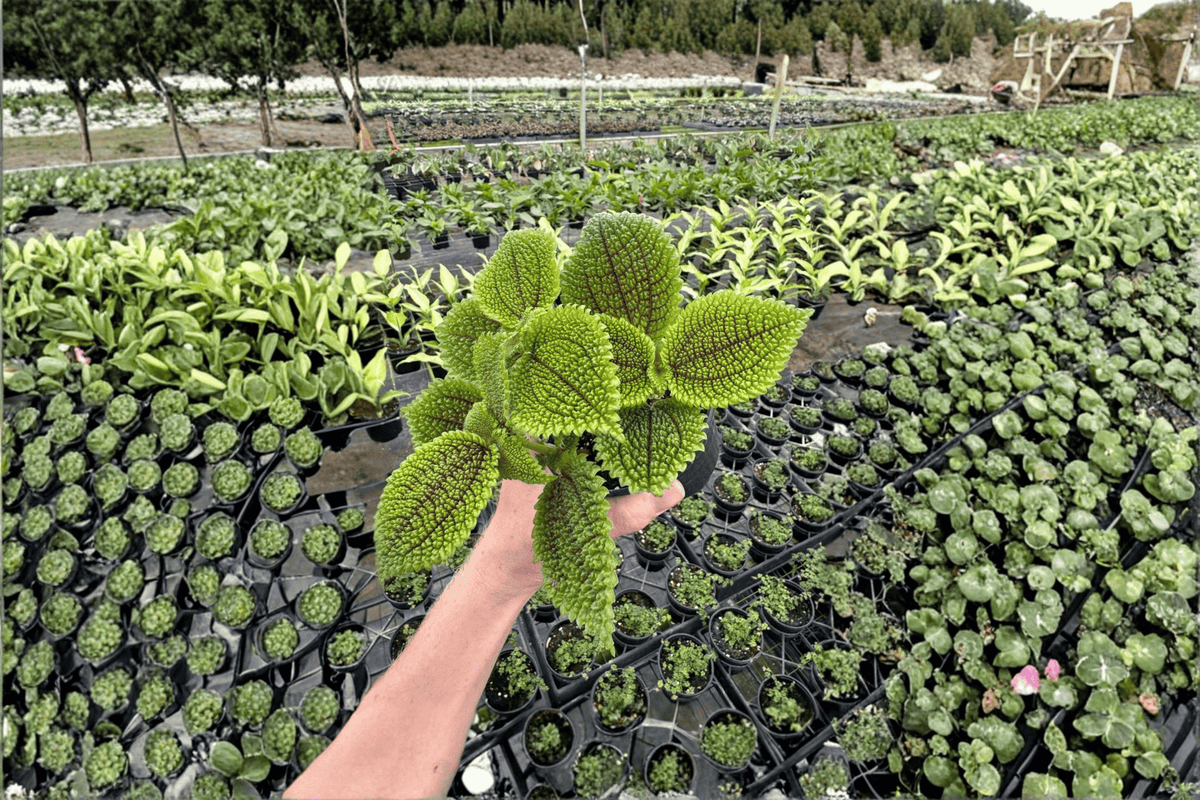 2 Pilea 'Moon Valley' Live Plants in 4-Inch Pots - Pilea mollis 'Moon Valley' - Compact Tropical Houseplant with Textured Foliage