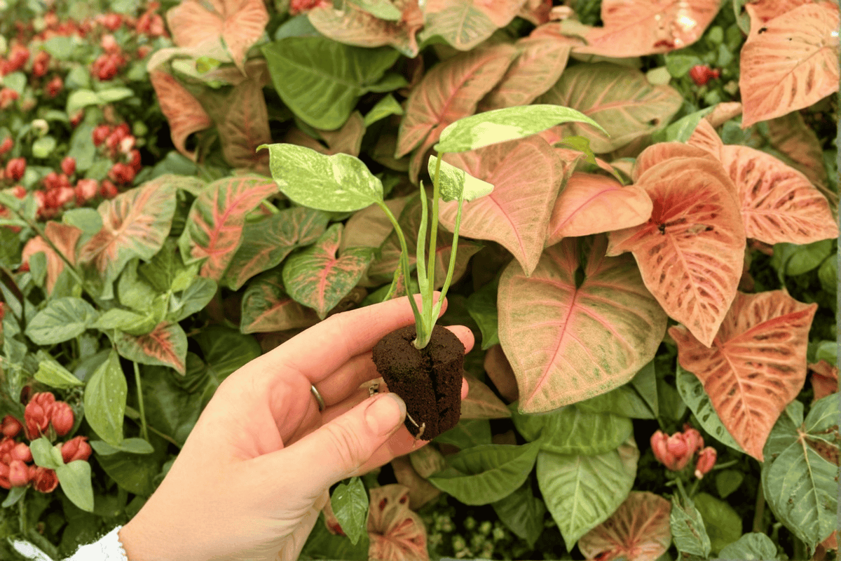 Monstera 'Legacy' Live Starter Plants - 2 Exact Plants - Monstera deliciosa - Tropical Aroid for Indoor Container Gardening
