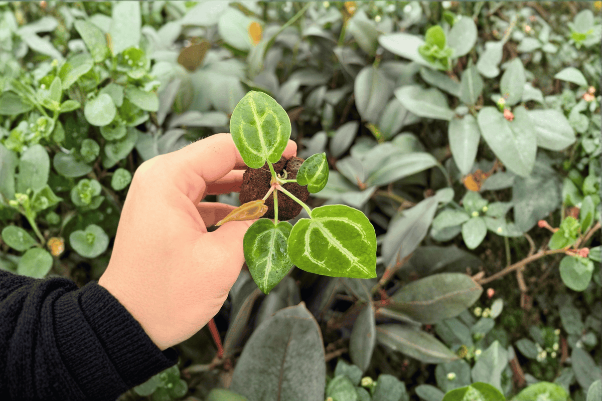 Anthurium Starter Plants - 2 Live Plugs - Crystal x Dorayaki Hybrid - Tropical Foliage - Anthurium Hybrid