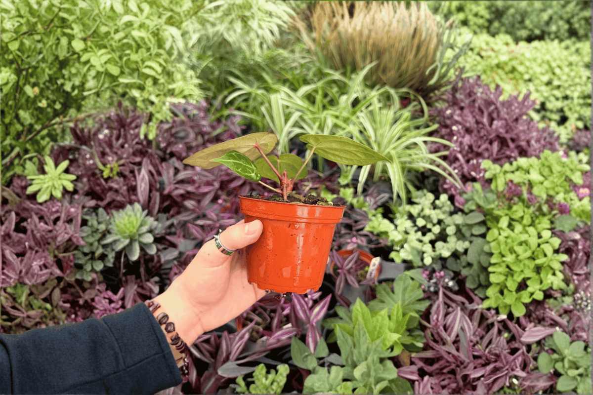2 Anthurium Papi Red Sinus x K.O.S. Plants - 4” Specific - Tropical Foliage - Anthurium Hybrid