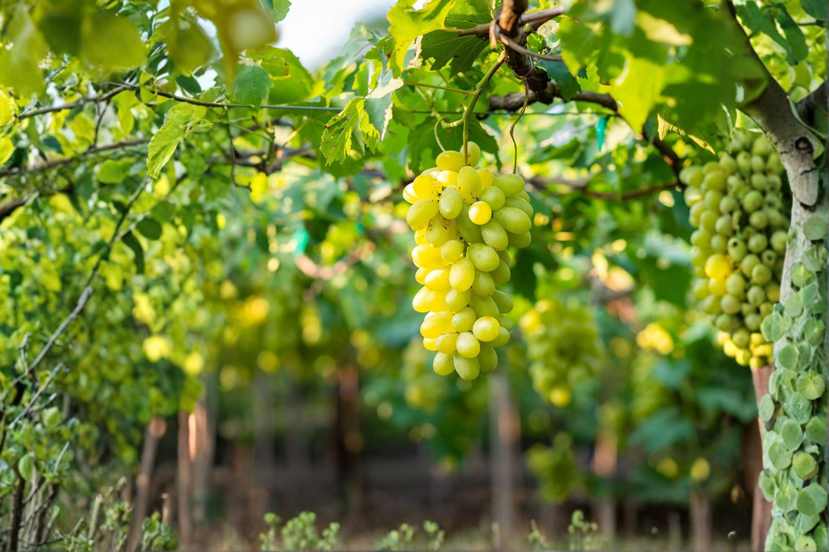 Thompson Seedless Grape Vine 1 Gallon Live Plant - White Table Grape, Vitis vinifera - Ideal for Garden Trellis & Home Vineyard