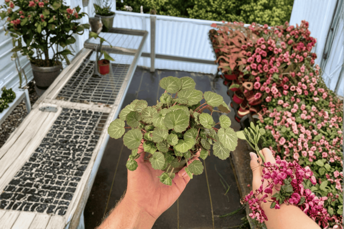 Strawberry Begonia Live Plants - 2 Bare Root Saxifraga stolonifera - Indoor Plant with Textured Green Leaves & Red Undersides