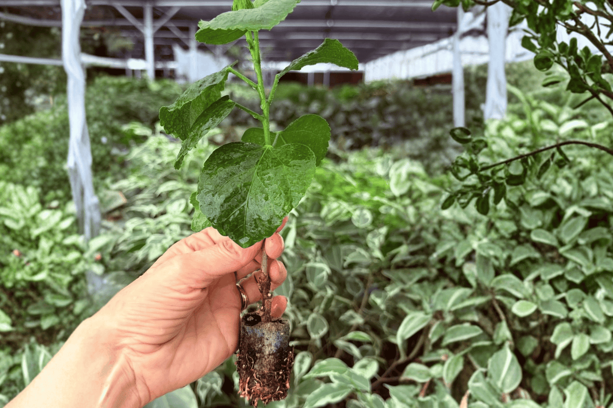 2 Chiffon Pink Hibiscus Starter Plants in Plugs - Live Ornamental Hibiscus - Hibiscus (Exact Plants Pictured)