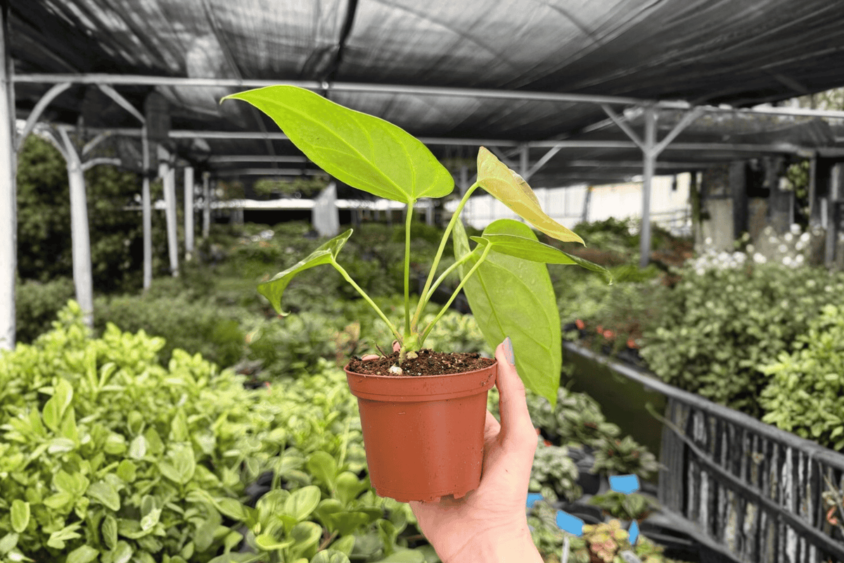 Anthurium Crystal x Papi Golden Live Plants - 4-Inch Pots - Ornamental Tropical Aroid Hybrid - Anthurium Hybrid