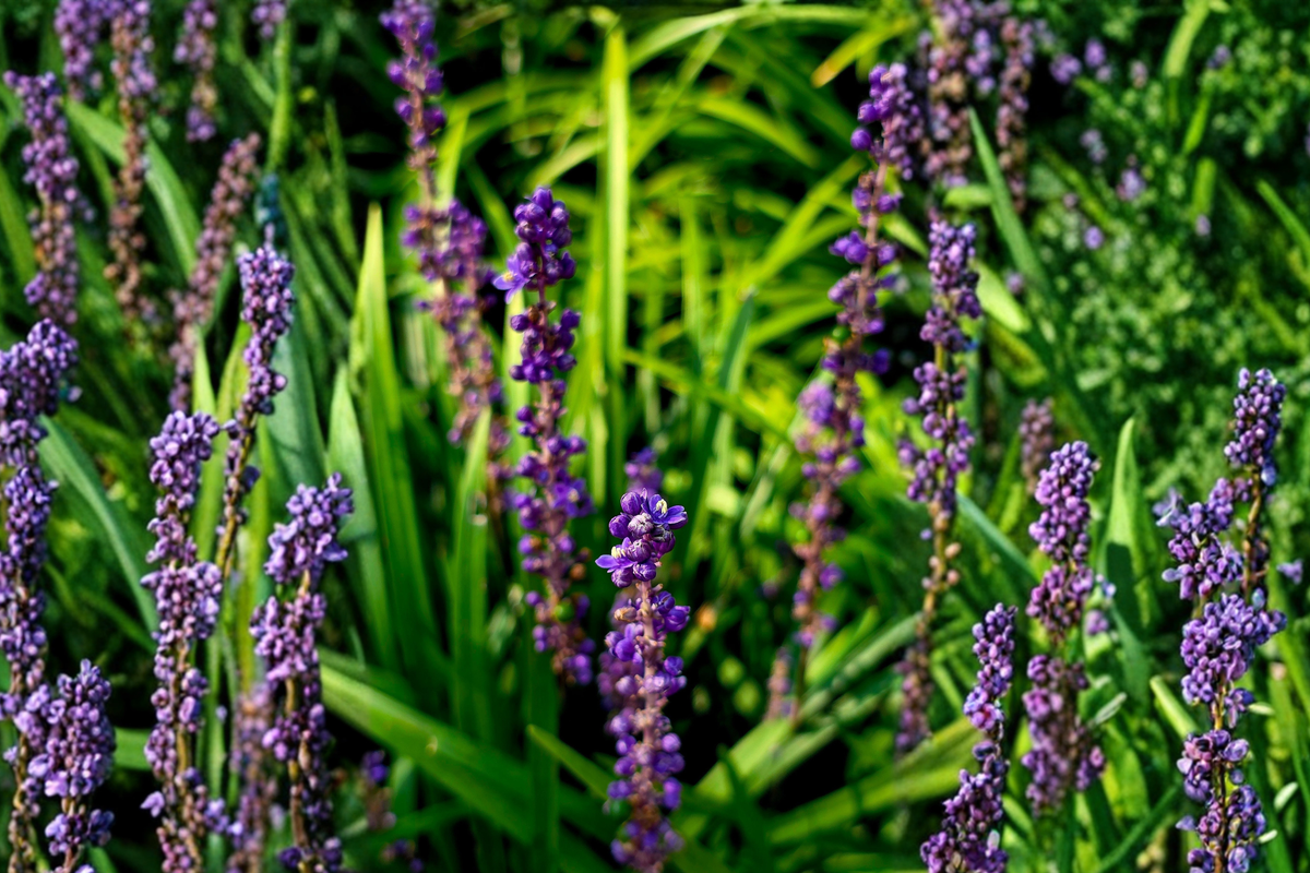 Majestic Lilyturf Live Plant in 2.5-Inch Pot, Liriope muscari, Monkey Grass, Ornamental Perennial for Borders & Groundcover