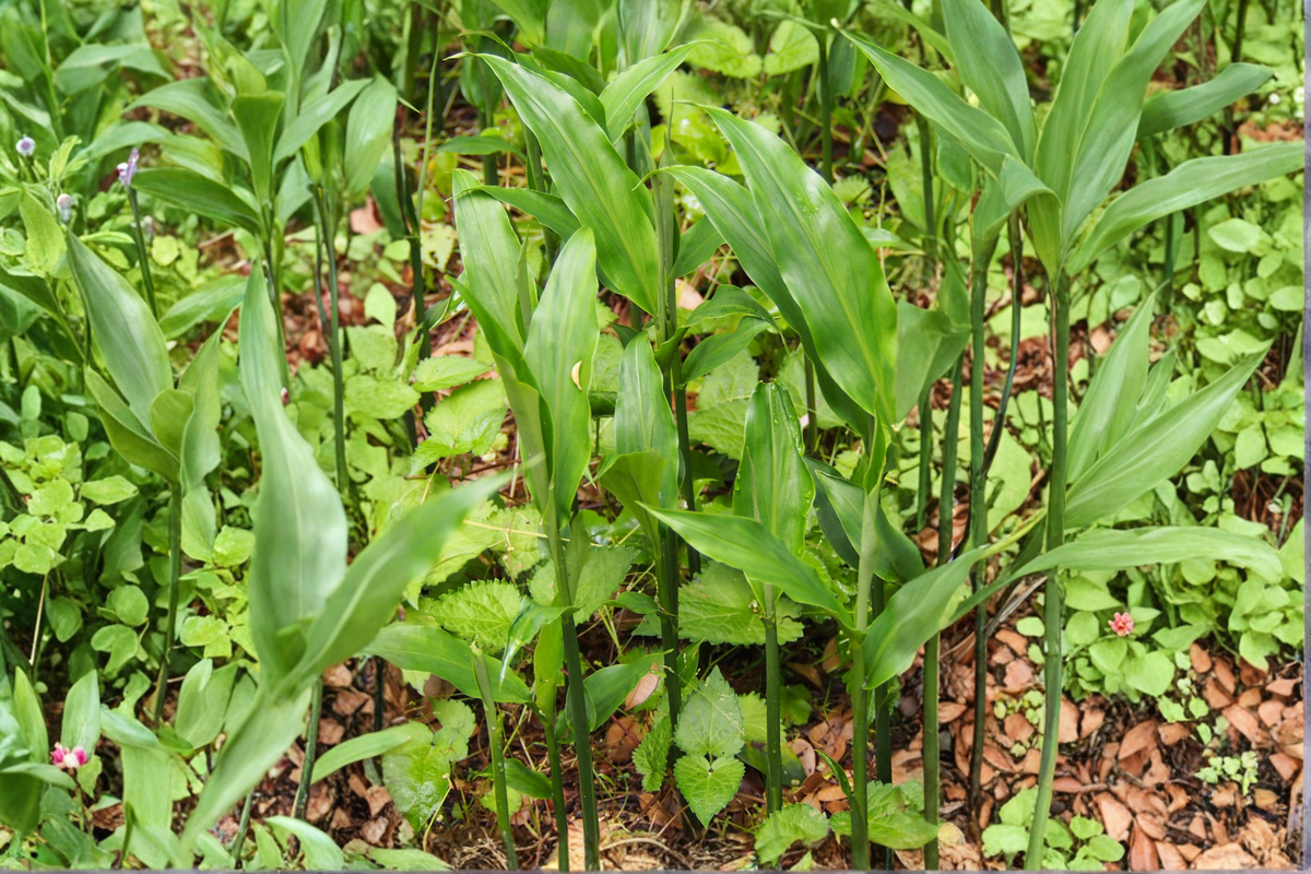 Myoga Ginger Live Roots - 2 oz Fresh Rhizomes - Edible Ornamental Zingiber mioga for Shade Gardens & Containers