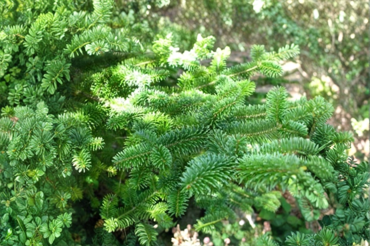 Canaan Fir Live Plant 4 Inch Pot - Compact Conifer Evergreen Tree - Abies balsamea x Canaan - Green Needles Garden Plant