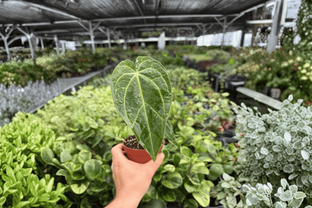 Anthurium Live Plants Set of 2 - Legend x Magnificum Hybrid - Tropical Ornamental Aroid - Bare Root Shipping