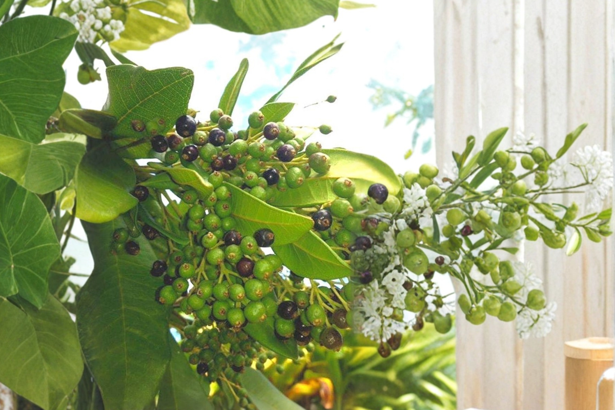 Allspice Live Plant 3-4 ft Tropical Tree in Pot, Pimenta dioica, Container Friendly for Gardens and Patios, No Ship to CA