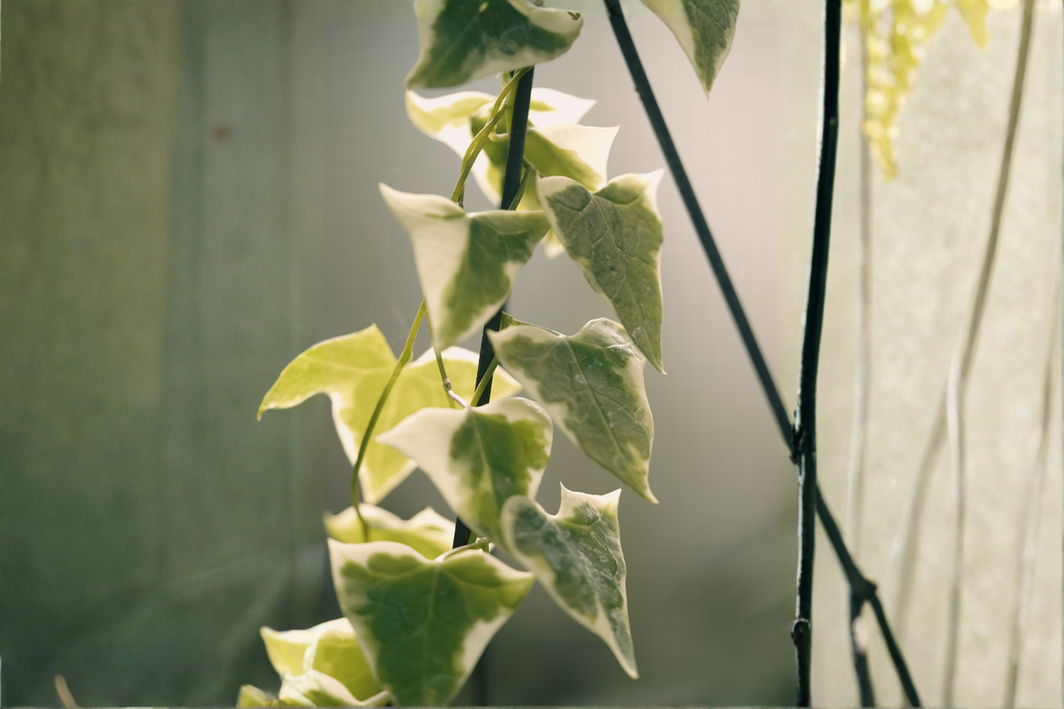 Variegated English Ivy 'Glacier' Live Plants - Hedera helix - 2 Trailing Evergreen Houseplants for Hanging Baskets & Containers
