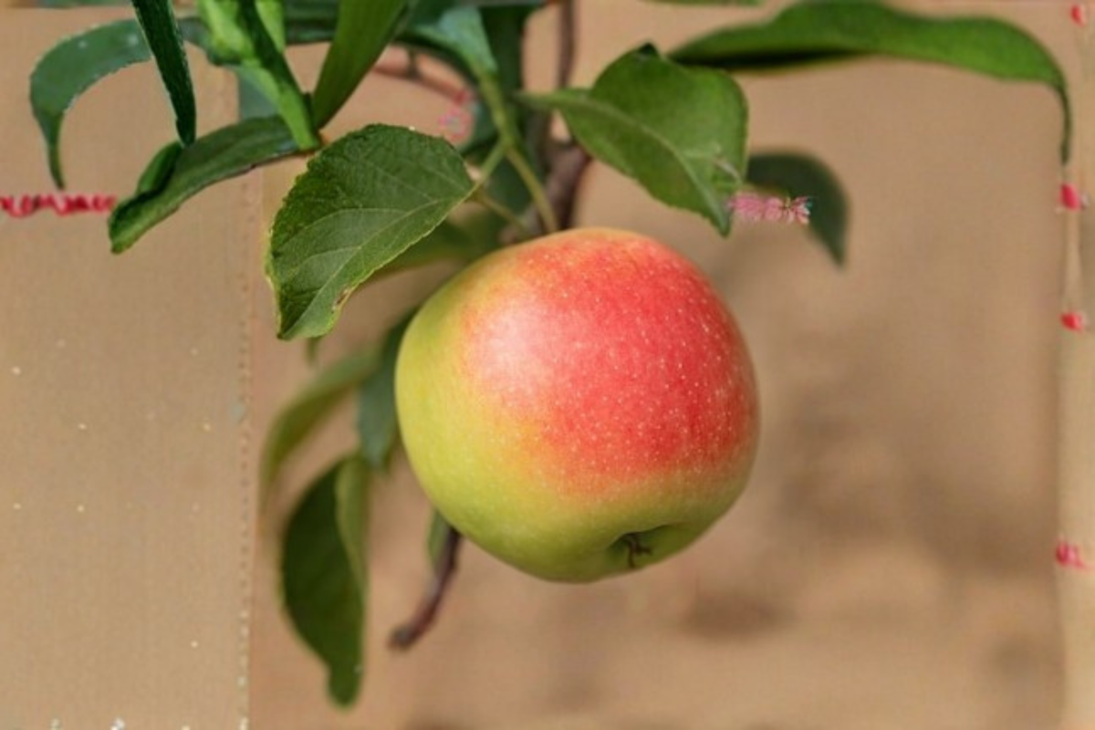 Jumbo Apple Tree Seeds 10 Pack - Open Pollinated Malus domestica for Garden Orchard Planting