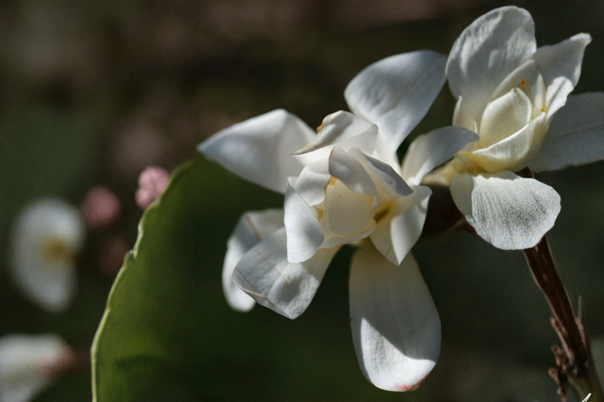 Bigleaf White Magnolia Live Bare Root Plant 6+ Inches - Magnolia macrophylla - Fragrant White Flowers, Ornamental Tree