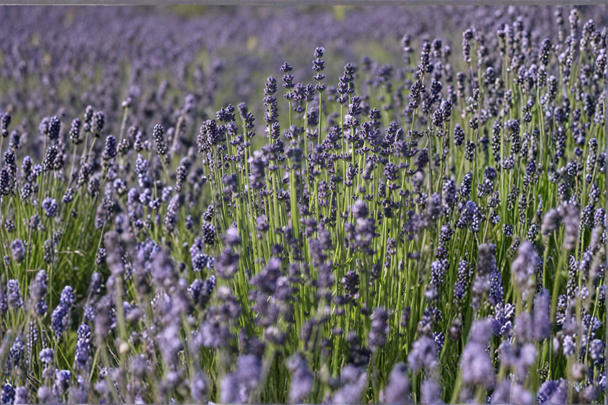 Live Lavender Plant 4-Inch Rooted Herb Purple Flowers Lavandula angustifolia Perennial for Garden, Borders, Containers