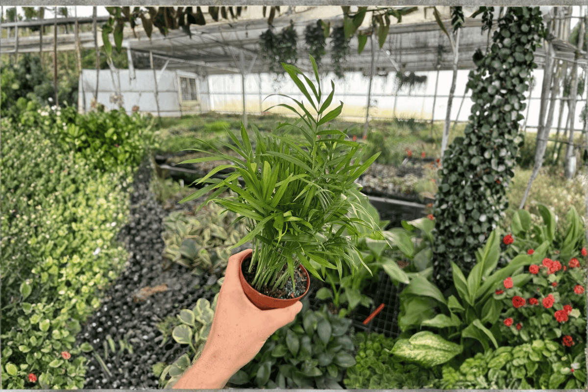 2 Neanthe Bella Palm Live Plants in 4-Inch Pots - Chamaedorea elegans - Indoor Tropical Houseplant, Parlor Palm Set