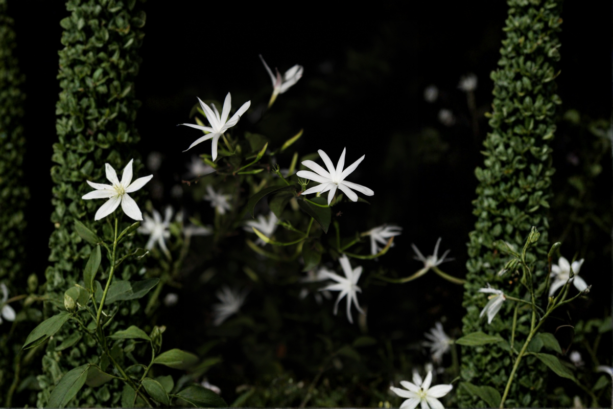 Night Blooming Jasmine Live Starter Plant – Cestrum nocturnum – Well-Rooted in Pot – Fragrant Tropical Evergreen Shrub