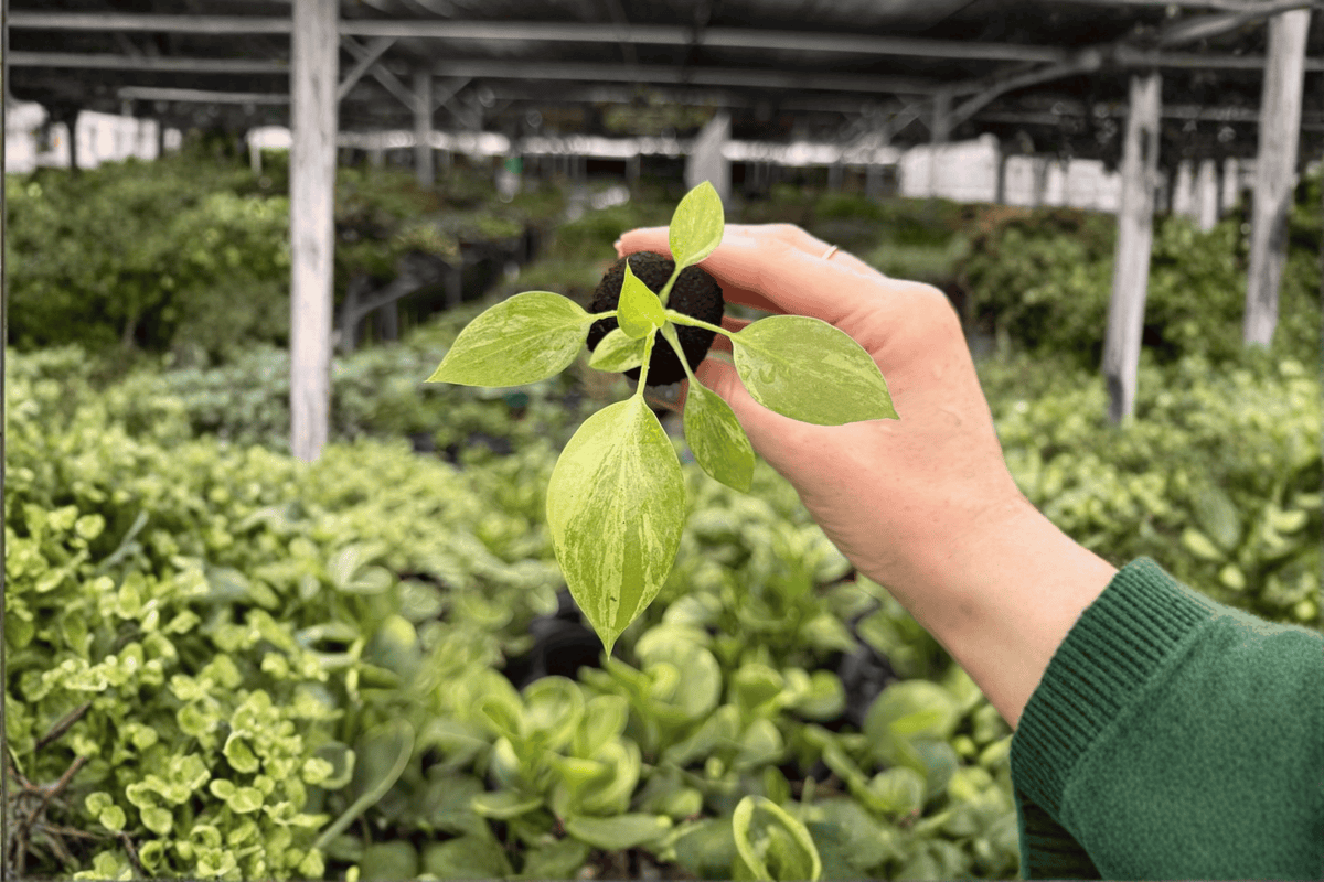 2 Philodendron warszewiczii Variegated Starter Plants – Philodendron warszewiczii 'Variegata' – Rare Tropical Aroid Collection