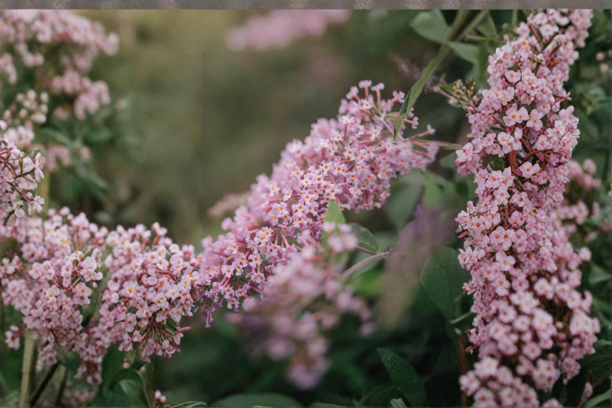 Lilac Cascade Butterfly Bush Live Plants 3 Rooted Starters in 1 Qt Pots - Buddleia 'Lilac Cascade' Flowering Shrub
