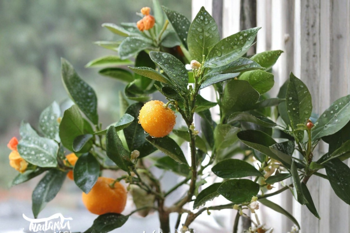 Calamondin Tree Live Citrus Plant - Grafted Semi-Dwarf Self Pollinating Fruiting Age Tree - Citrus × microcarpa