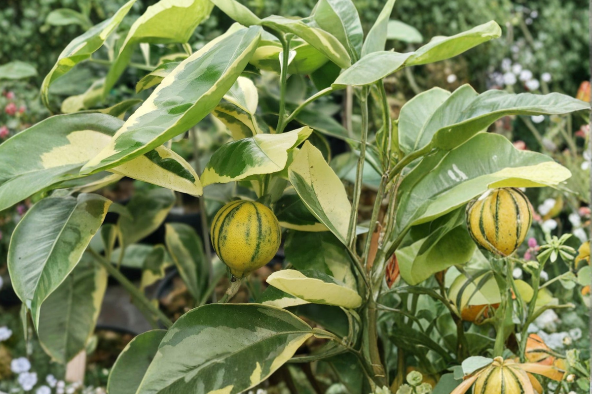 Grafted Variegated Minneola Tangelo Tree 3ft Tall Citrus Hybrid Citrus × tangelo - No Shipping to California