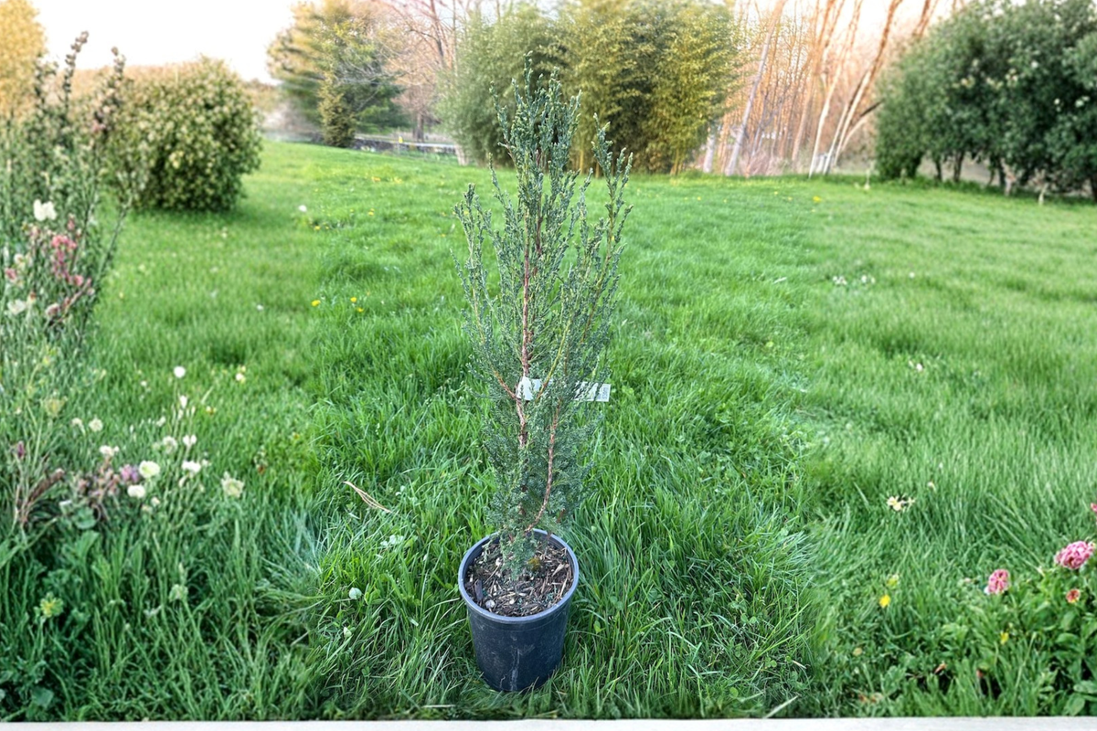 Blue Arrow Juniper Live Plant 1 Gallon Pot Narrow Columnar Evergreen Tree Juniperus scopulorum ‘Blue Arrow’