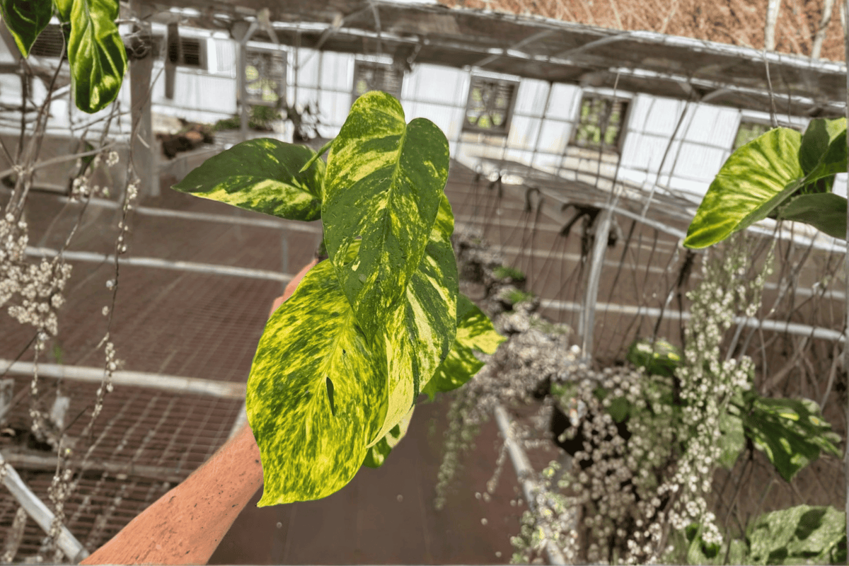 2 Epipremnum pinnatum 'Yellow Flame' Live Plants in 4-Inch Pots - Tropical Climbing Houseplant with Variegated Foliage