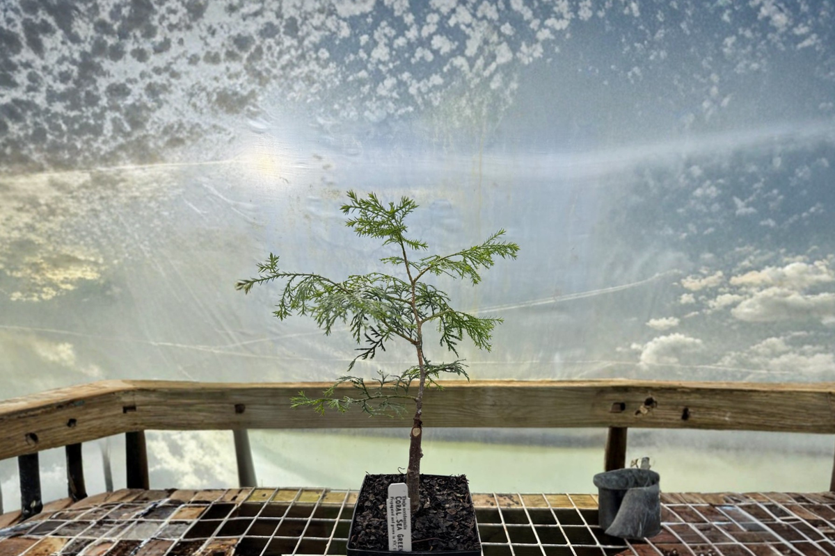 Coral Sea Green Arborvitae Live Plant 4 Inch Pot Evergreen Thuja occidentalis Privacy Hedge Landscape Garden Plant