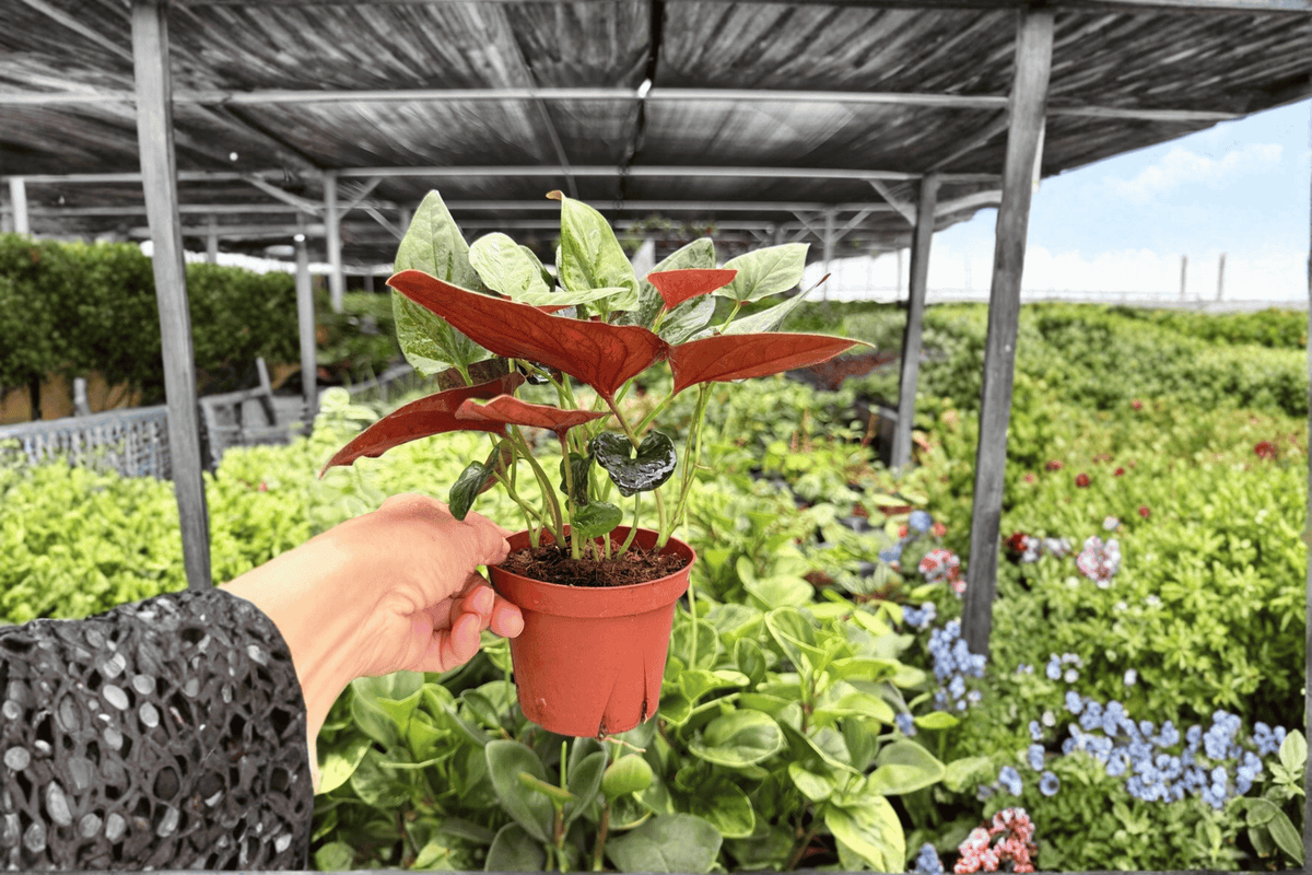 Syngonium Red Arrow Live Plants - 4-Inch Pots - Tropical Ornamental Aroid - Syngonium ‘Red Arrow’ - 2 Exact Plants