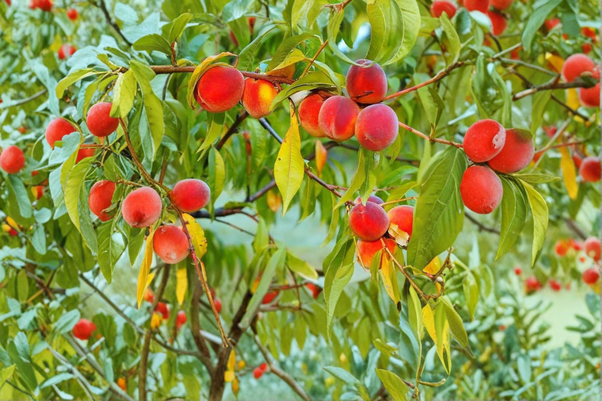 Big Red Peach Tree Live Plant 4-6 Ft, Deciduous Fruit Tree for Garden Orchard, Prunus persica