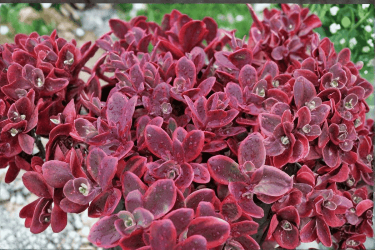 SunSparkler Wildfire Stonecrop Plant - 4-Inch Pot - Sedum rupestre ‘Wildfire’ - Ornamental Succulent Perennial for Gardens
