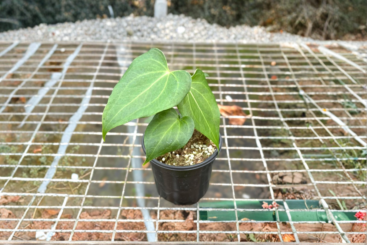 Anthurium Delta Force Live Plant in 4 Inch Pot | Dark Green Tropical Houseplant | Collector's Plant | Anthurium Cultivar