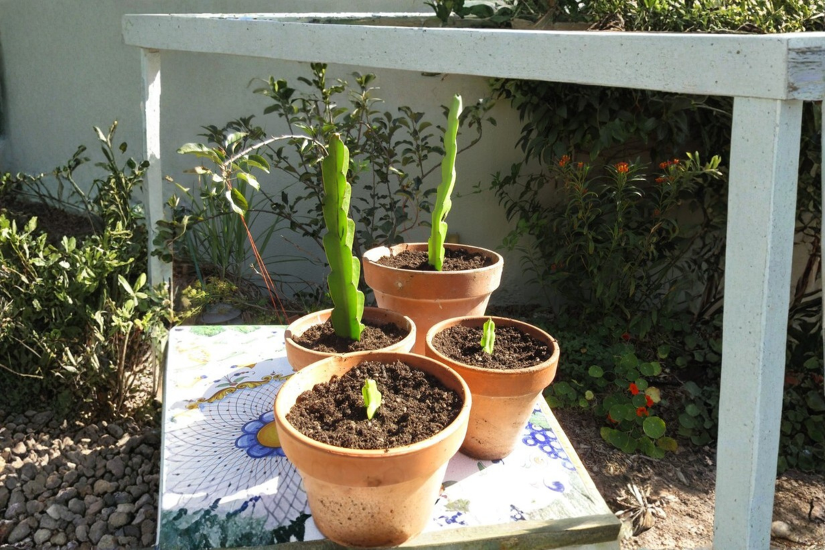 Dragon Fruit Cutting - Live Pitaya Propagation Starter - Selenicereus spp. - Healthy Rooting Cactus Cutting for Home Garden