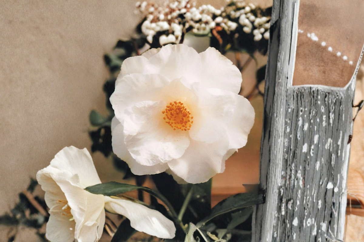 Japanese Camellia Live Plant 3 Gallon Pink White Evergreen Shrub Camellia japonica 'Sudie Blanchard' for Shade Gardens