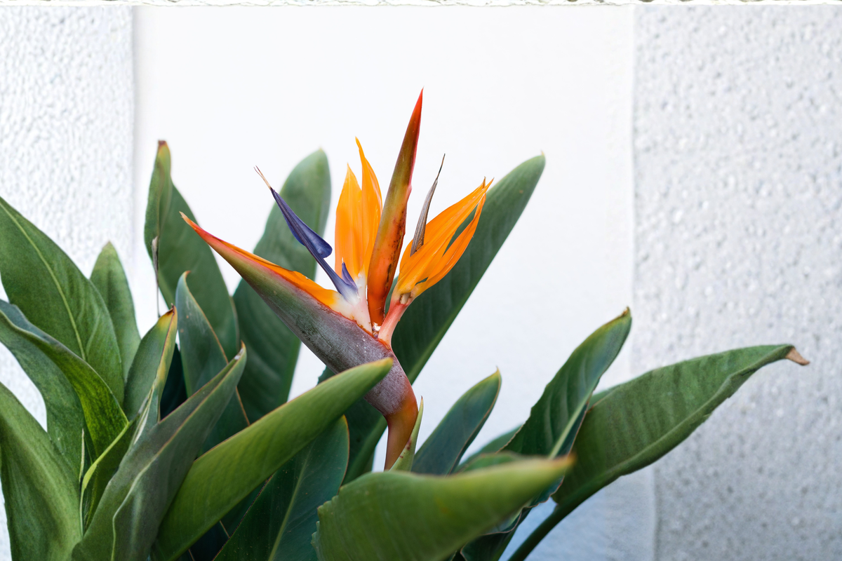 White Bird of Paradise Live Plant - 2-3 Feet Tropical Foliage - Strelitzia nicolai - Indoor Houseplant for Bright Spaces