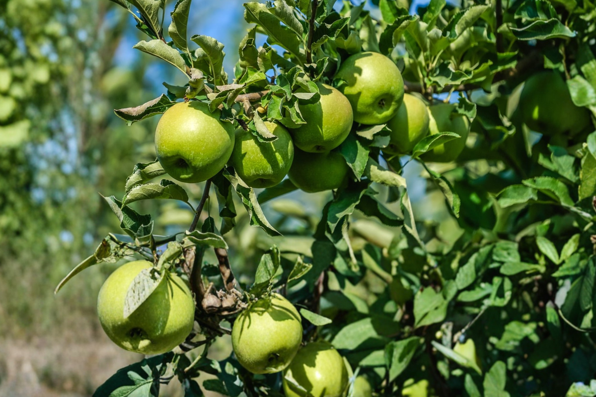 Granny Smith Apple Tree 4-6 ft - Live Fruit Tree for Home Garden - Malus domestica ‘Granny Smith’ - Crisp Green Apples