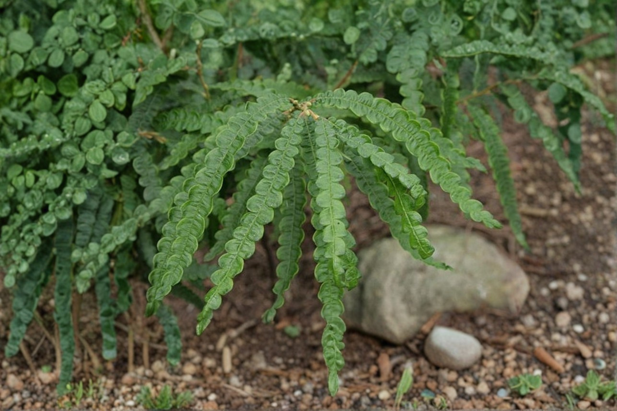 Sweet Fern Live Plant 2 Gallon Pot Comptonia peregrina Native Shrub Fragrant Foliage Hardy Groundcover Garden Landscape Plant