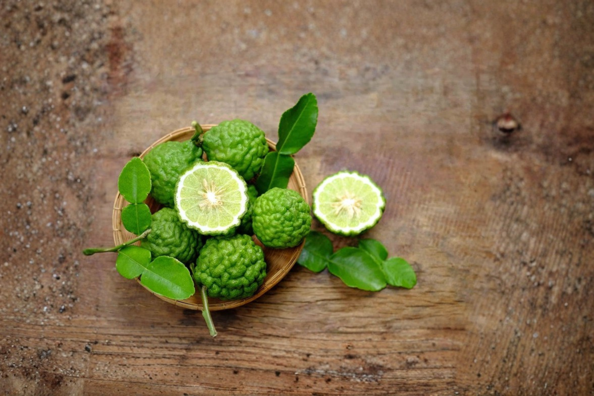 Grafted Kaffir Lime Tree 5 Gallon Potted Citrus Plant, Citrus hystrix, Evergreen Thai Lime for Container Gardens