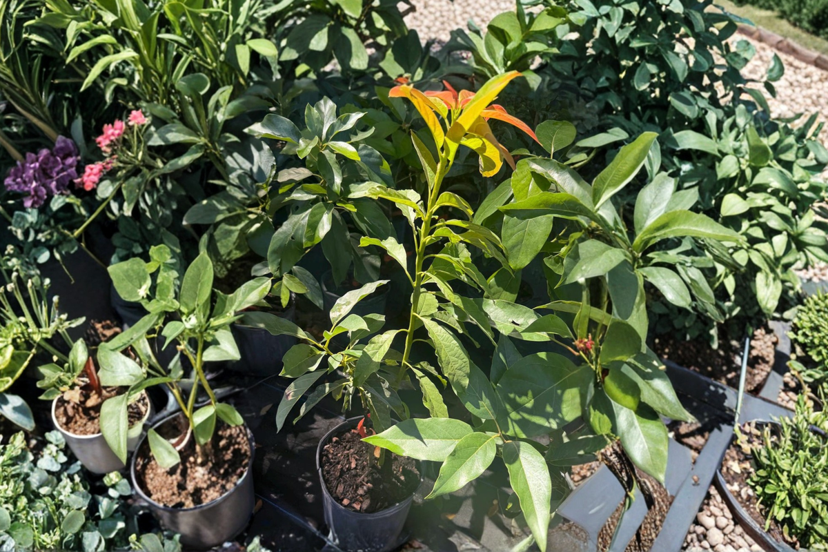 Catalina Avocado Tree Grafted Live Plant 3ft 3 Gallon Pot Persea americana Tropical Fruit for Backyard Garden