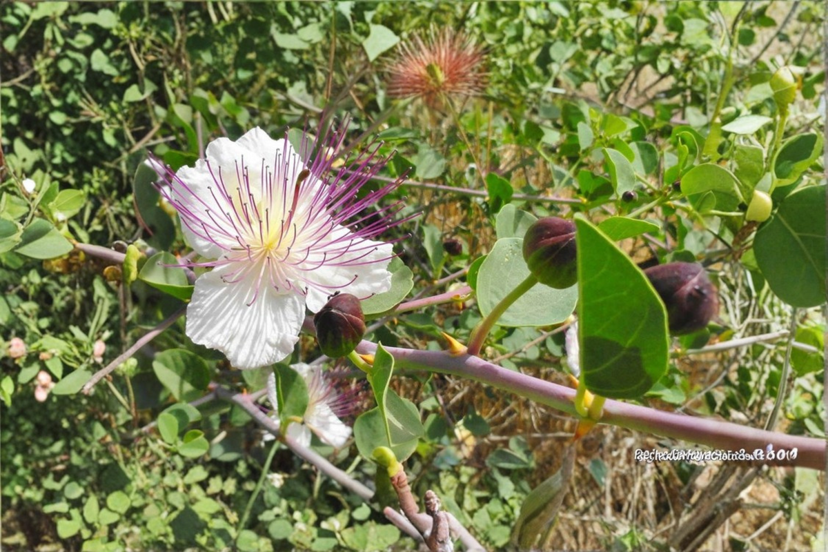 Spineless Caper Plant Live - 1 Gallon Potted Capparis spinosa - Drought Tolerant Mediterranean Garden Plant for Outdoor Landscapes