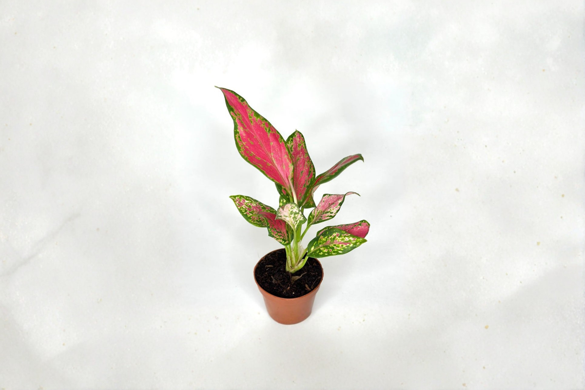 Red Angel Aglaonema Live Plant - 2 Inch Rooted Tropical Houseplant - Easy Care Indoor Plant - Aglaonema ‘Red Angel’