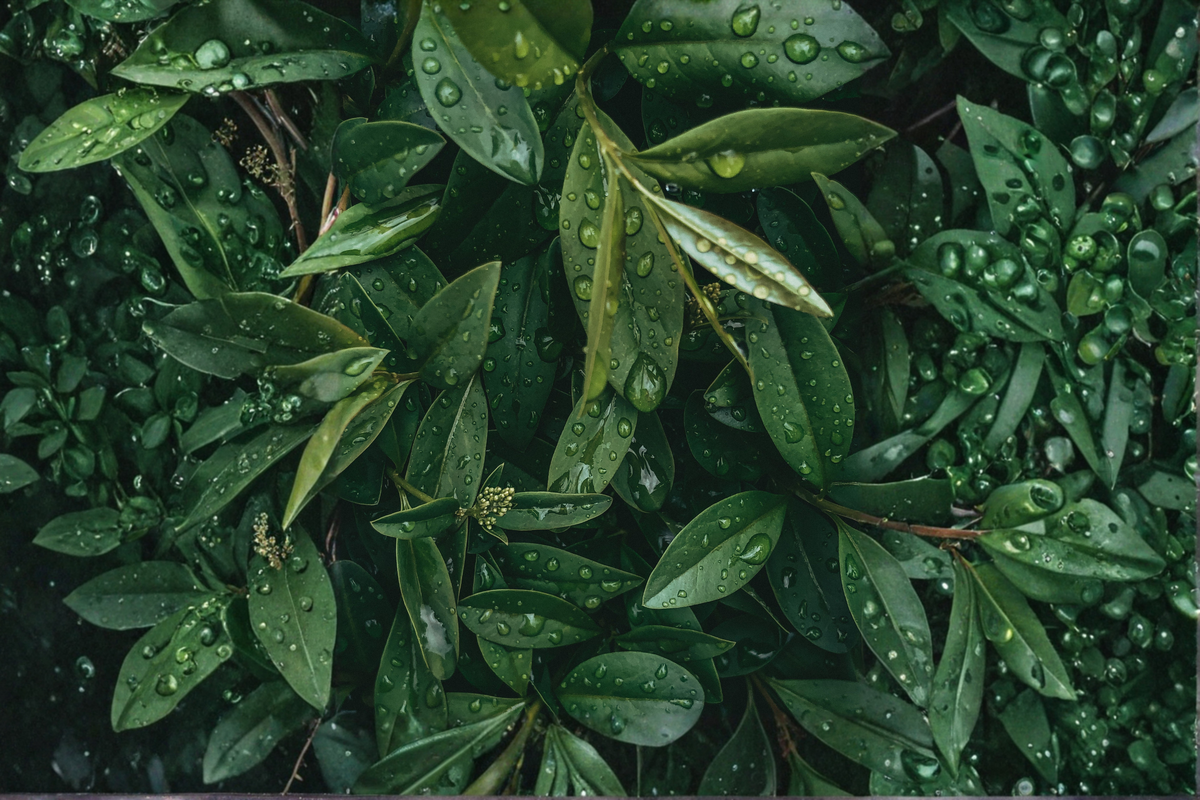 Bay Laurel Live Starter Plant - Laurus nobilis - Aromatic Evergreen Herb for Containers and Gardens