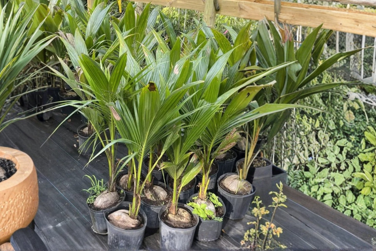 Malayan Dwarf Coconut Tree Live Plant 3ft Tropical Palm Cocos nucifera Compact Indoor Outdoor Container Plant