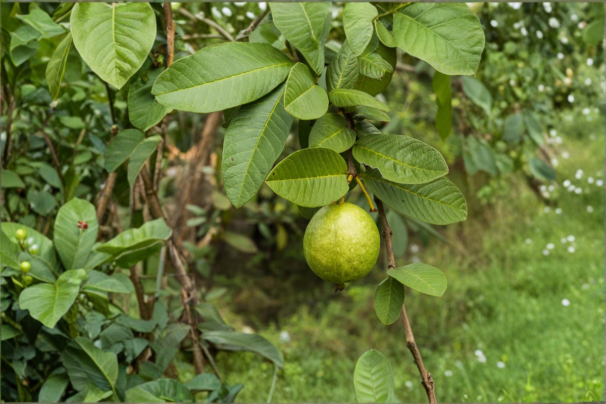 Giant Guava Seeds - 3 Rare Tropical Fruit Seeds for Container & Outdoor Gardens, Psidium guajava