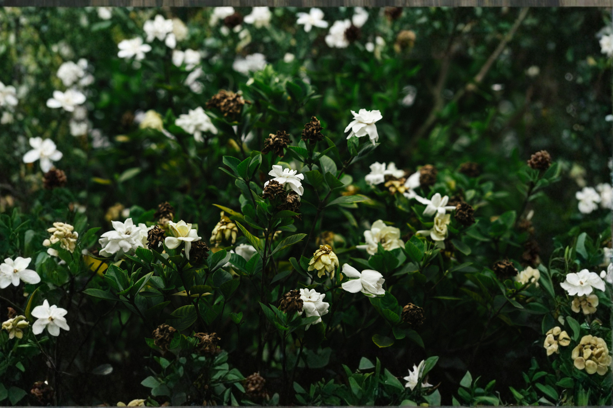 Live Gardenia Plant - 2.5-Quart Evergreen Shrub with Fragrant White Blooms - Gardenia jasminoides