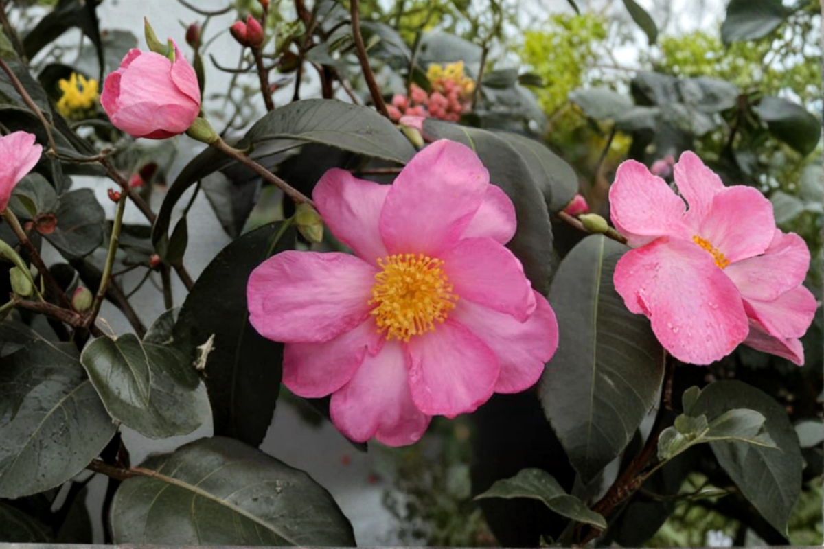Cold Hardy Camellia 1 Gallon 'Winter's Star' Pink Bloom Evergreen Shrub Camellia × 'Winter’s Star' Zone 6